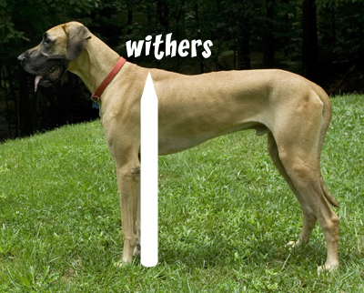measure a dog's height | todocat.com