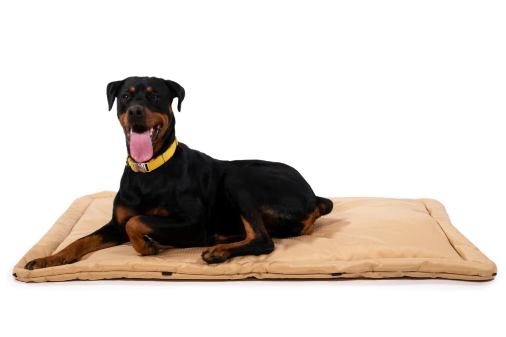 Best Dog Beds | TODOCAT.COM